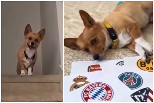 Qeni “orakull” që gjeti gjysmëfinalet e Champions dhe parashikon fituesin e trofeut