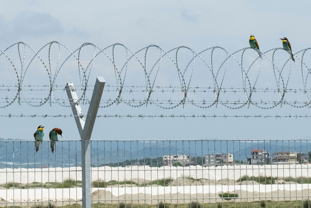 Infrastruktura e aeroportit të Vlorës mbulohet nga foletë e zogjve që rrezikohen prej tij