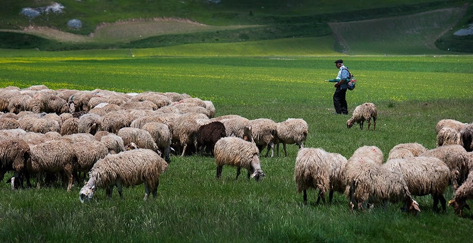 Kriza e blegtorisë nuk ndalet – Në 2023 Shqipëria kishte më pak gjedhë dhe prodhoi më pak qumësht