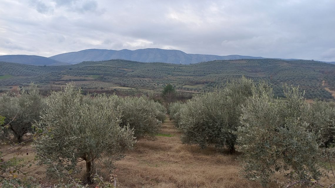 Mungesa e krahut të punës në Berat i lë ullinjtë në pemë