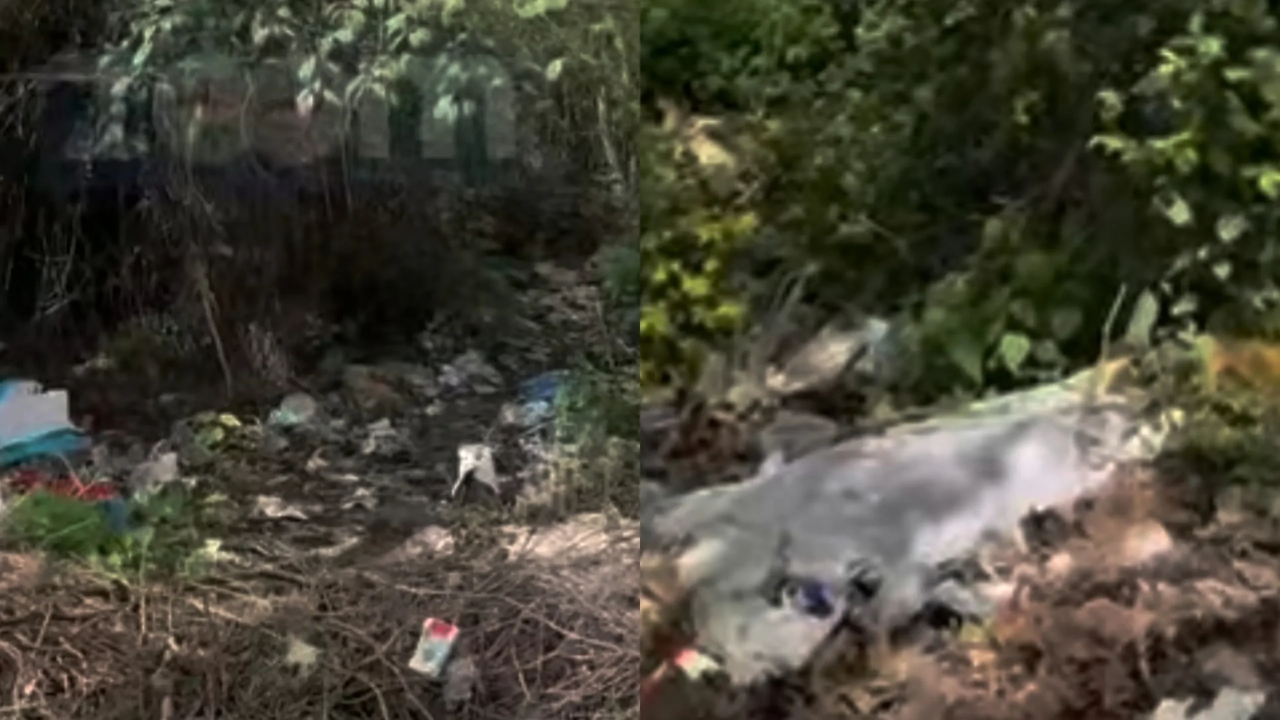 VIDEO/ Hapësira përballë Urgjencës së re, vatër infeksioni. Asnjë masë për të pastruar grumbullin e plehrave
