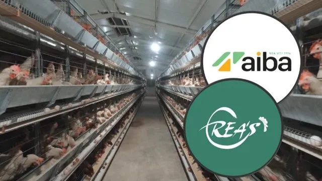 Ngordhin 500 mijë pula në Durrës/ Ishin të “Rea’s” dhe “AIBA-s”