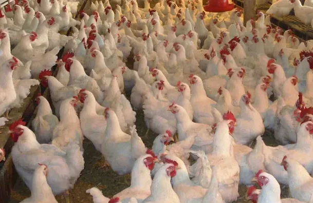 Pulat nga Brazili/ Kosova ndalon importin e mishit pas rasteve me gripin e shpendëve!