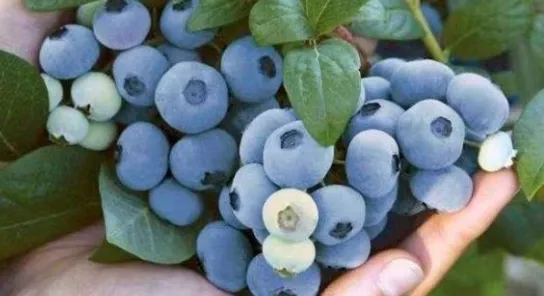 Frutat më të shëndetshme që duhet t’i përfshini në dietën tuaj