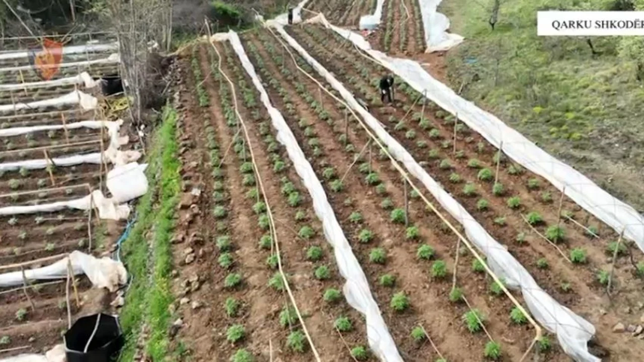Asgjësohen 6 mijë bimë kanabis në Shkodër, procedohen kryetarë fshatrash dhe roje mjedisi
