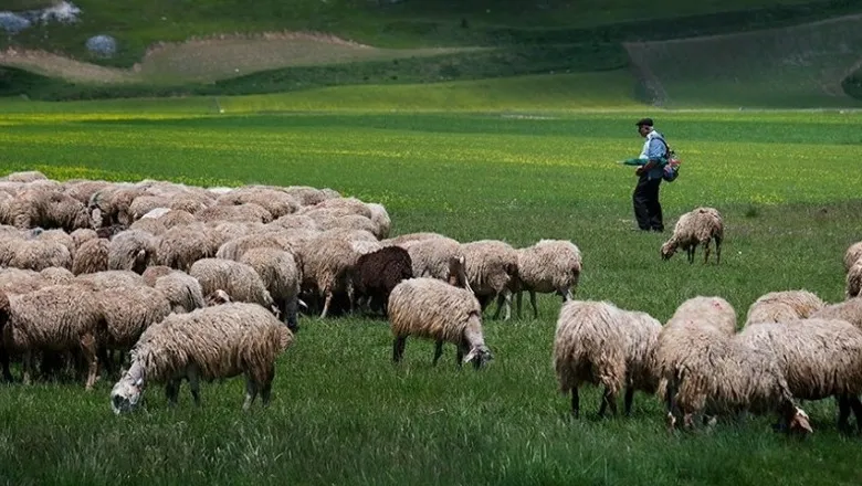 Blegtoria në pikiatë, ulet numri i kafshëve dhe prodhimi më tej më 2024