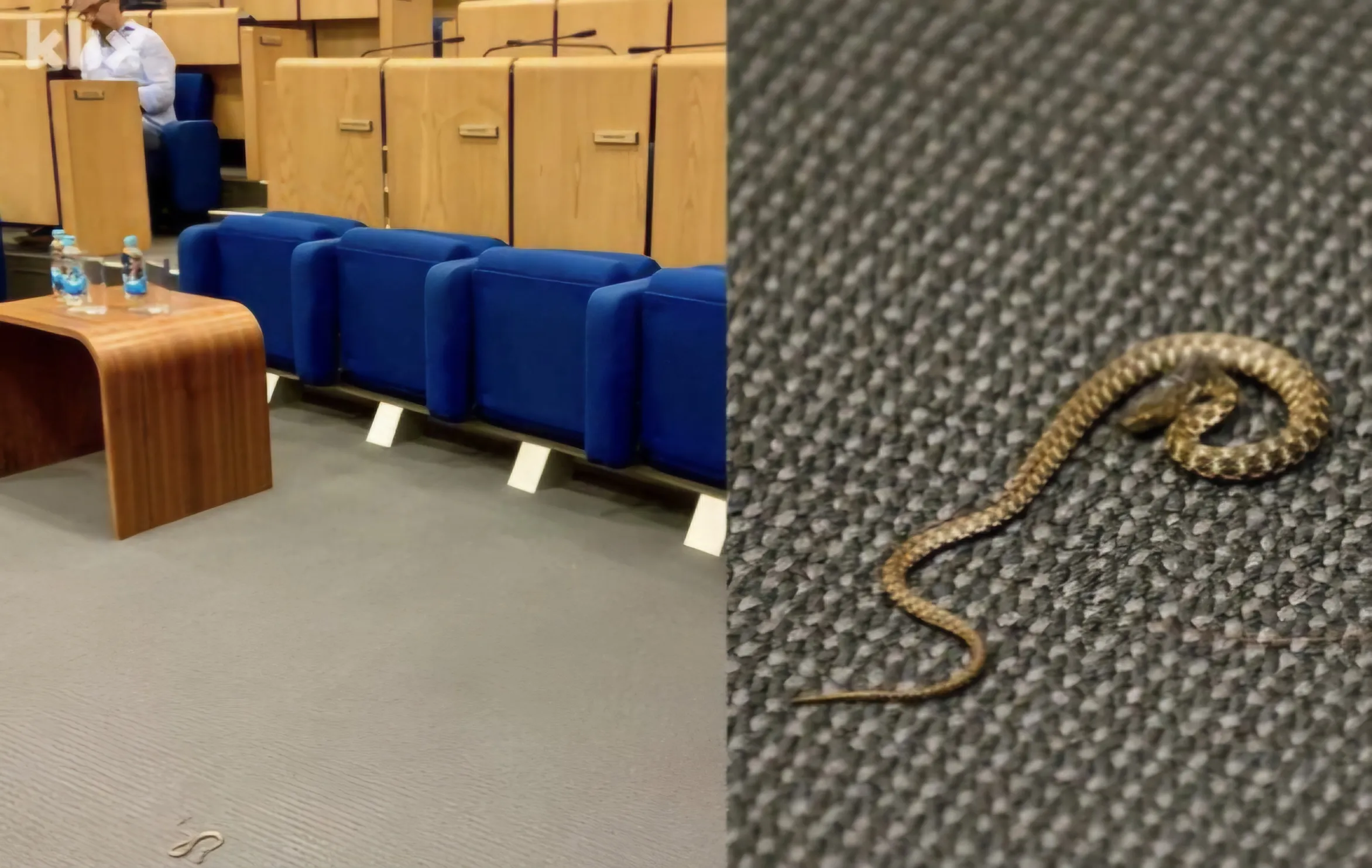 Panik në Parlament, gjarpri futet në sallë