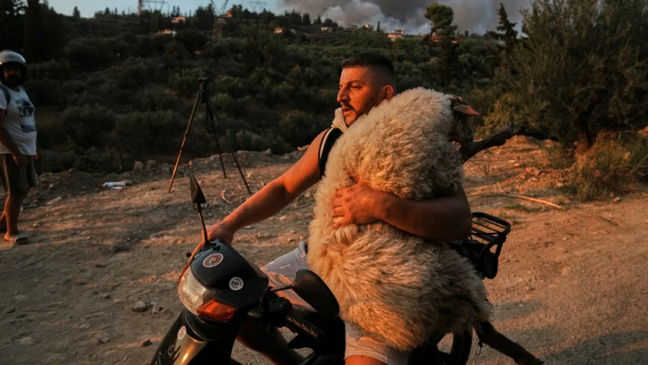 Fotot prekëse nga Greqia. Banori merr delen në krahë për ta shpëtuar nga zjarri