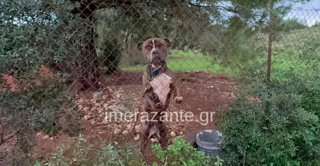 Pitbulli i mori jetën 2-vjeçarit shqiptar/ Autoritetet greke planifikojnë të ekzekutojnë qenin