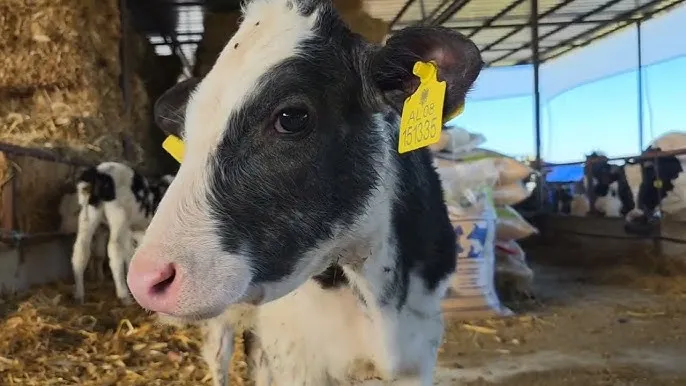 Mashtrim për blektorët apo për qumshtin?!/ Shoqata e Veterinarisë denoncon industrinë e bulmetit
