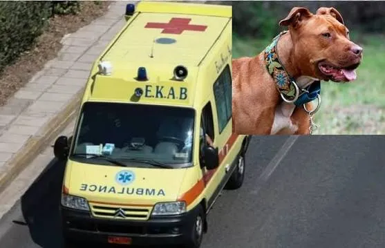 Flet nëna e 2-vjeçarit shqiptar që u kafshua nga pitbulli: Qeni u tremb nga të shtënat