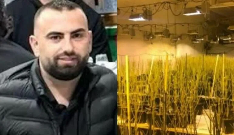 Skandal/ Zbulohen 4000 rrënjë kanabisi në shtëpinë e drejtorit të burgut të Rrogozhinës