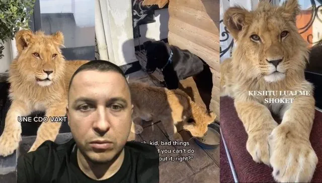 Nga hipopotamët e Escobar te luanët e Ervis Martinajt, si kriminelët i kthyen vilat në “kopshte zoologjike”