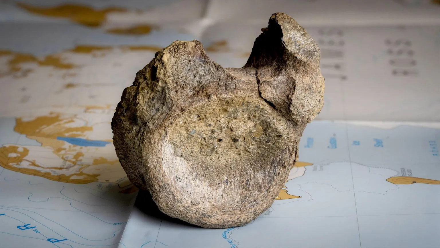 Kocka e parë e dinosaurit nga Antarktida qendronte e harruar në një sirtar