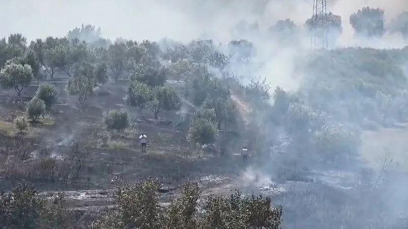Zjarr në Fier, përfshihet nga flakët sipërfaqja me ullinj