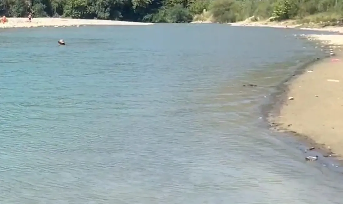 E rëndë në Berat/ U fut për tu larë në lum, mbytet 15-vjeçari